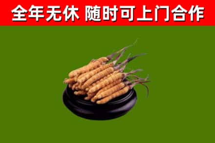 五指山市回收散虫草