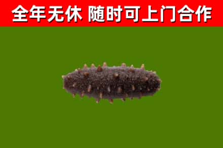 五指山市回收海参干